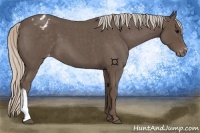 Horse Color:Silver Blue Roan Appaloosa