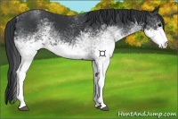 Horse Color:White Spotted Black 