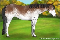 Horse Color:White Spotted Bay 