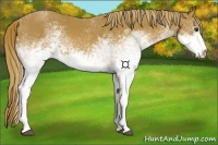 Horse Color:White Spotted Chestnut