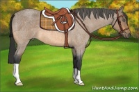 Horse Color:Buckskin Roan 
