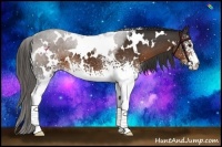 Horse Color:White Spotted Liver Chestnut 
