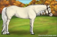 Horse Color:White Spotted Gold Cream Champagne
