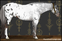 Horse Color:White Spotted Liver Chestnut Appaloosa