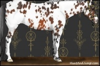 Horse Color:White Spotted Bay Appaloosa
