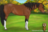 Horse Color:Gray Bay 