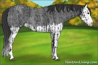 Horse Color:Blue Roan Sabino Splash  and Blue Roan Sabino Splash 