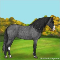 Horse Color:Blue Roan Sabino Splash and Blue Roan Sabino Splash