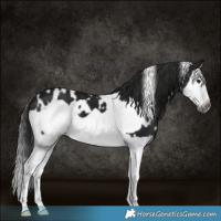 Horse Color:Gray White Spotted Black Splash Frame 