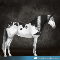 Horse Color:Gray White Spotted Black Splash Frame