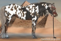 Horse Color:Liver Chestnut  and Chocolate Palomino Appaloosa 