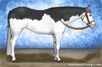 Horse Color:Black Splash 