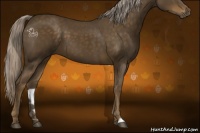 Horse Color:Chocolate Palomino 