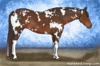 Horse Color:White Spotted Liver Chestnut