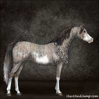 Horse Color:Blue Roan Sabino Splash Frame  and Classic Champagne Roan Sabino Splash Frame 