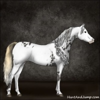 Horse Color:Smoky Black Appaloosa  and Buckskin Appaloosa 