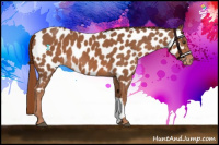 Horse Color:Chestnut Appaloosa 