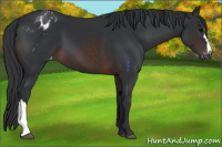 Horse Color:Brown Appaloosa