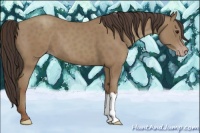 Horse Color:Classic Champagne 