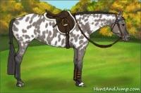Horse Color:Grullo Appaloosa Brindle 