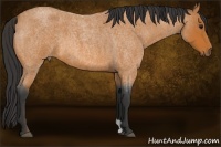 Horse Color:Bay Roan 