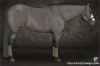 Horse Color:Grullo Appaloosa 