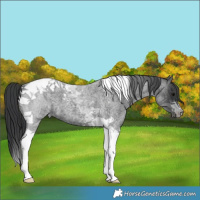 Horse Color:Blue Roan Tobiano 