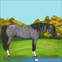 Horse Color:Blue Roan Tobiano 