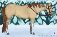 Horse Color:Red Dun Tobiano