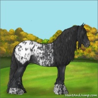 Horse Color:Black Appaloosa  and Black Appaloosa Rabicano 
