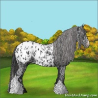 Horse Color:Black Appaloosa  and Black Appaloosa 