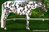 Horse Color:Liver Chestnut Mushroom Near Leopard 