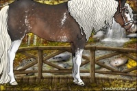 Horse Color:White Spotted Liver Chestnut Mushroom