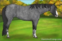 Horse Color:Blue Roan Sabino Splash  and Blue Roan Sabino Splash 