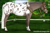 Horse Color:Liver Chestnut Appaloosa 