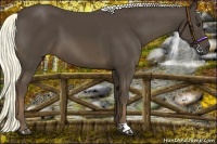 Horse Color:Liver Chestnut 