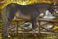 Horse Color:Liver Chestnut Mushroom 