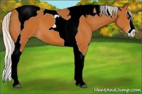 Horse Color:Silver Bay Splash Tobiano