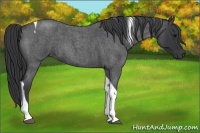 Horse Color:Blue Roan Tobiano 