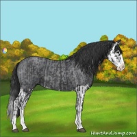 Horse Color:Blue Roan Sabino Splash  and Blue Roan Sabino Splash 