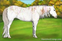 Horse Color:White Spotted Silver Bay Ice