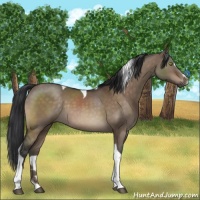 Horse Color:Brown Dun Sabino Tobiano 