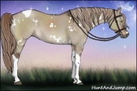 Horse Color:White Spotted Liver Red Dun Tobiano