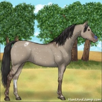 Horse Color:Liver Red Dun Appaloosa
