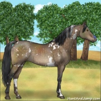 Horse Color:White Spotted Brown Dun Mushroom Rabicano 