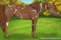 Horse Color:White Spotted Chestnut 