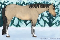 Horse Color:Buckskin Roan Dun Tobiano