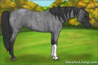 Horse Color:Blue Roan 
