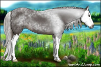 Horse Color:Gray Liver Chestnut Sabino Splash 