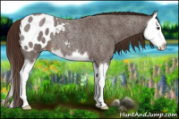 Horse Color:Liver Red Roan Sabino Splash Appaloosa